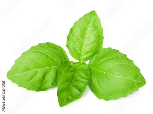 Photo: basil isolated basil isolated