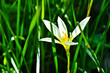 White rain Lily White rain Lily