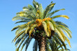 Big, beautiful, blooming palm tree with fruit Big, beautiful, blooming palm tree with fruit