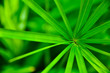 Green Leaf of Cyperaceae family or sedges