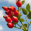 Hagebutten - Rosa canina