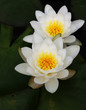 Withe water lily Withe water lily