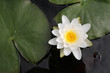 Withe water lily Withe water lily