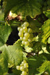Vignoble Champenois