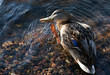Photo : funny duck funny duck