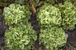 Foto: Lettuce in a vegetable garden Lettuce in a vegetable garden