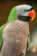 Buntvogel, Tierportrait aus Seitenperspektive
