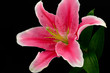 Lily flower on black background Lily flower on black background