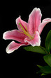 Lily flowe on black background Lily flowe on black background