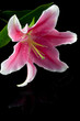 Lily flower on blak background Lily flower on blak background