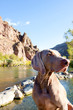 Photo: Dog and Water Dog and Water
