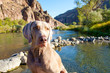 Photo: Dog and Water Dog and Water