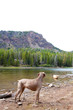 Photo: Dog and Water Dog and Water