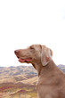 Photo: Happy Dog Happy Dog
