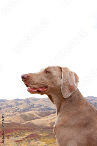Photo: Happy Dog Happy Dog