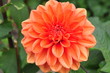 Rote Dalie