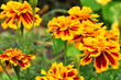 Studentenblumen
