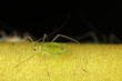 Green fly - aphids