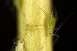 Green fly - aphids