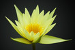 Yellow water lily isolated on black background Yellow water lily isolated on black background