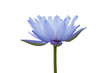 Water lily isolated on white background Water lily isolated on white background