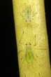 Green fly - aphids