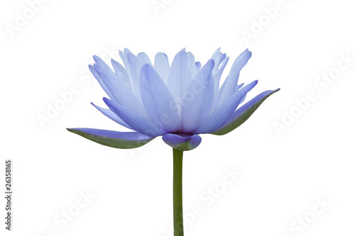 Photo: Water lily isolated on white background Water lily isolated on white background