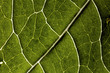 Leaf vessels viewed by backlighting