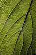 Leaf vessels viewed by backlighting