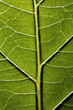 Leaf vessels viewed by backlighting