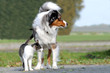 Hund und Katze