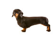 Black and tan minature daschund