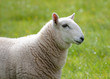 close in view of sheep