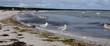Strand mit Möwen an der Ostsee