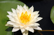 White lotus used as buddhist worship