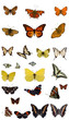 Photo en ligne au meilleur prix Butterfly collection