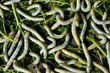 Silk Worms