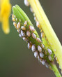 Aphids Congregate on the Stems of a Plant Aphids Congregate on the Stems of a Plant