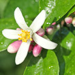 fleur de citronnier