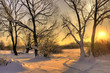 Foto: Beautiful winter sunset with trees in the snow Beautiful winter sunset with trees in the snow