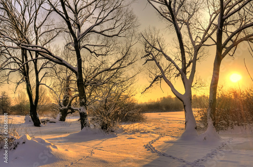 Photo: Beautiful winter sunset with trees in the snow Beautiful winter sunset with trees in the snow