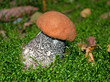 Birkenrotkappe - Leccinum testaceoscabrum
