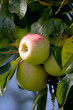 A photo of taste and beautiful apples