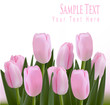 Pink tulips. Vector.