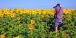 Photographer in a Sunflower Field in Bulgaria Photographer in a Sunflower Field in Bulgaria