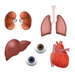 Organs - kidneys, lungs, liver, eyes, heart