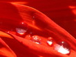 Gouttes d'eau sur fond rouge