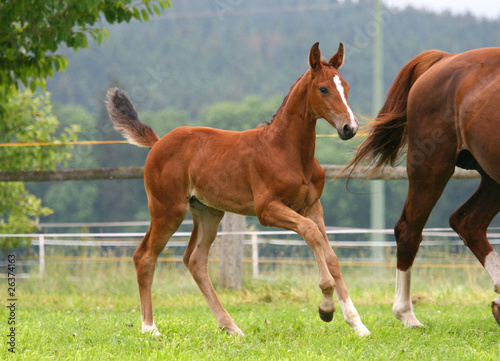 Photo: Fohlen im Galopp Fohlen im Galopp