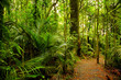 Tropical forest