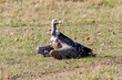 Ruppell's Griffon Vulture sitting in the Masai Mara